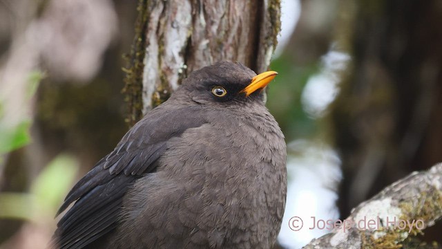 Sooty Thrush - ML546713851