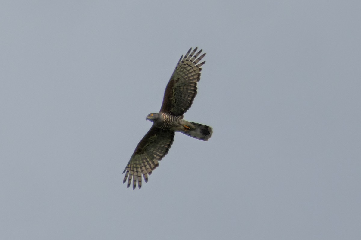 African Cuckoo-Hawk - ML546713971