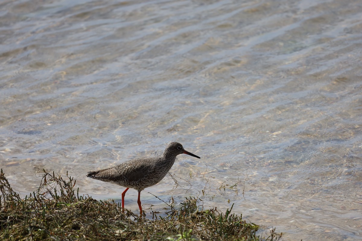 Common Redshank - ML546714121