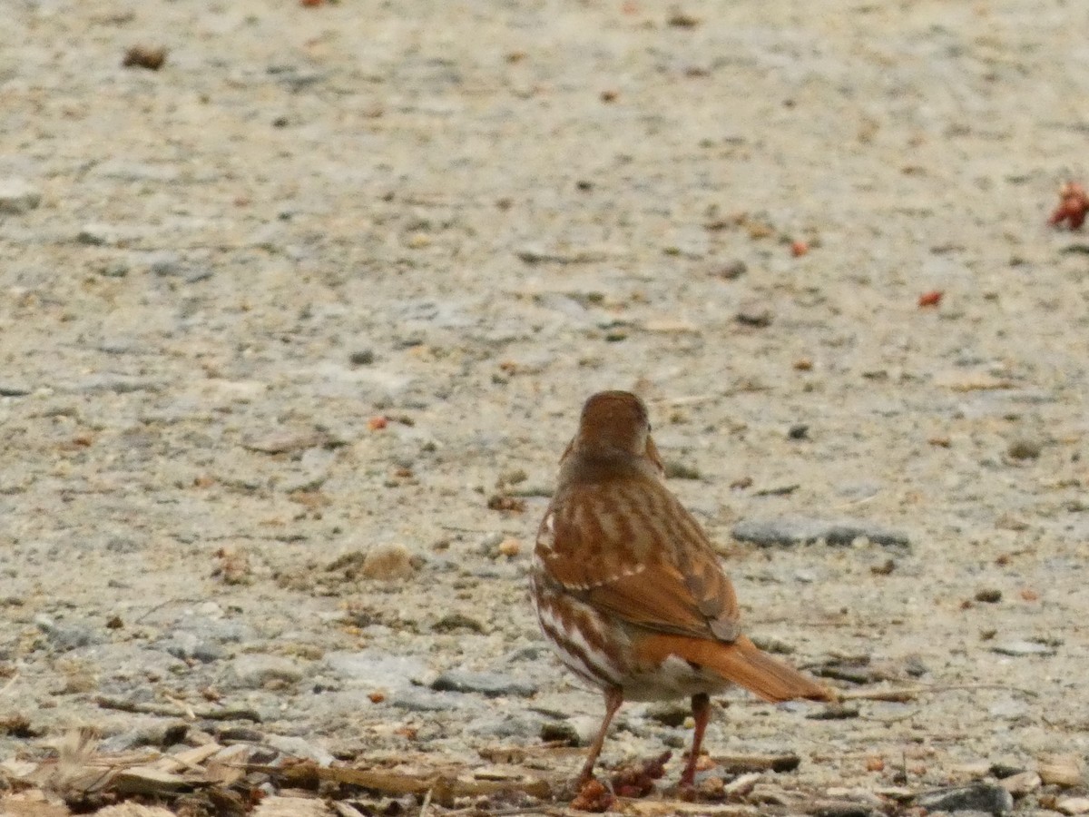 Fox Sparrow - ML546714411