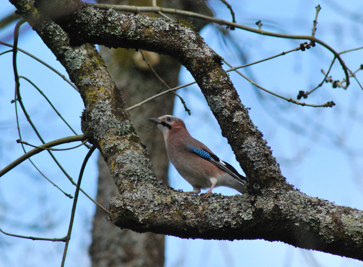 Eurasian Jay - ML546714581