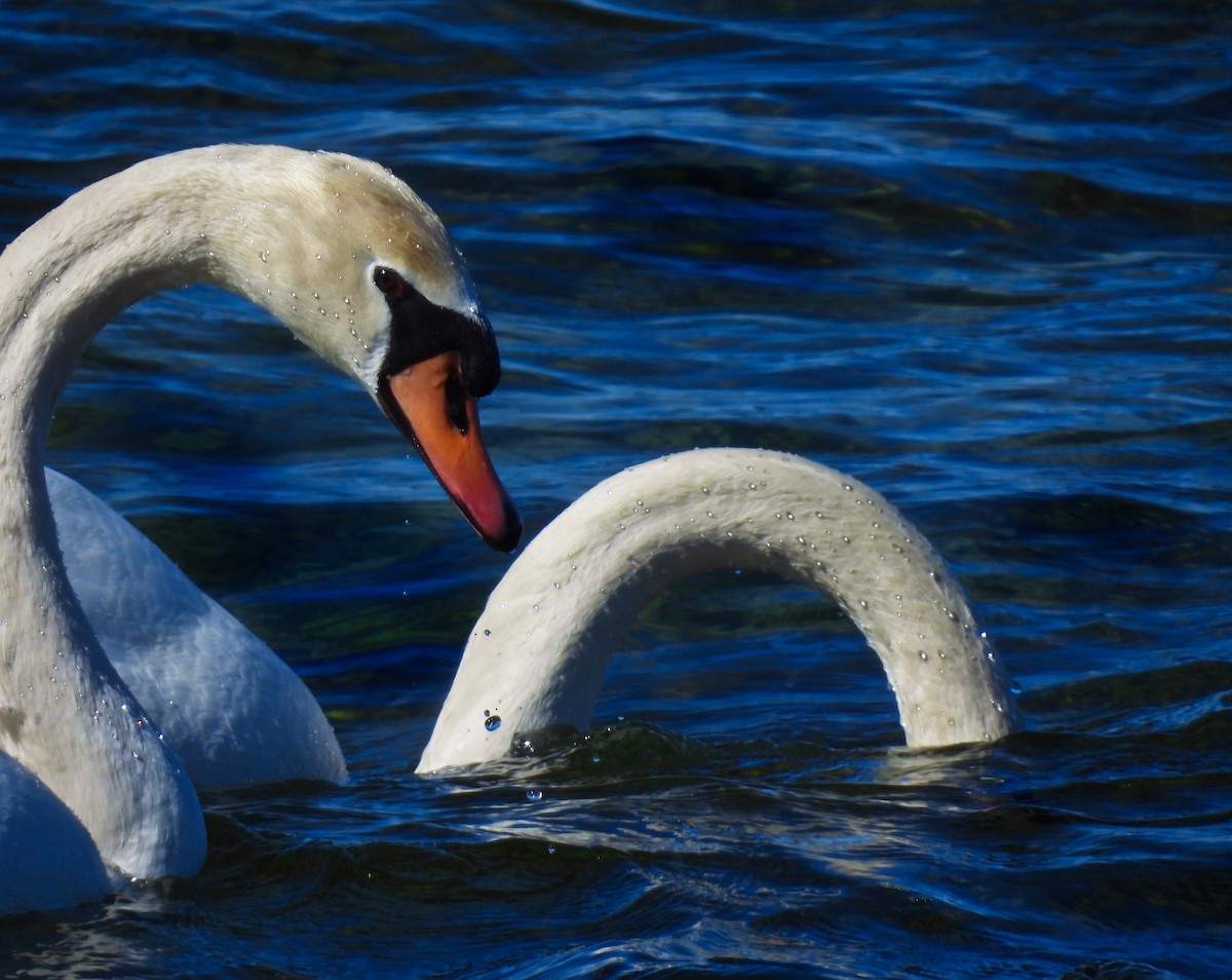 Mute Swan - ML546715231