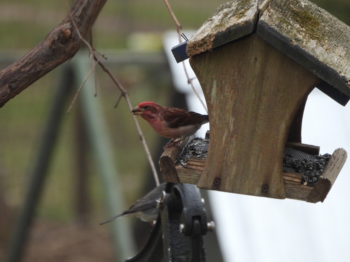 Purple Finch - ML546717141