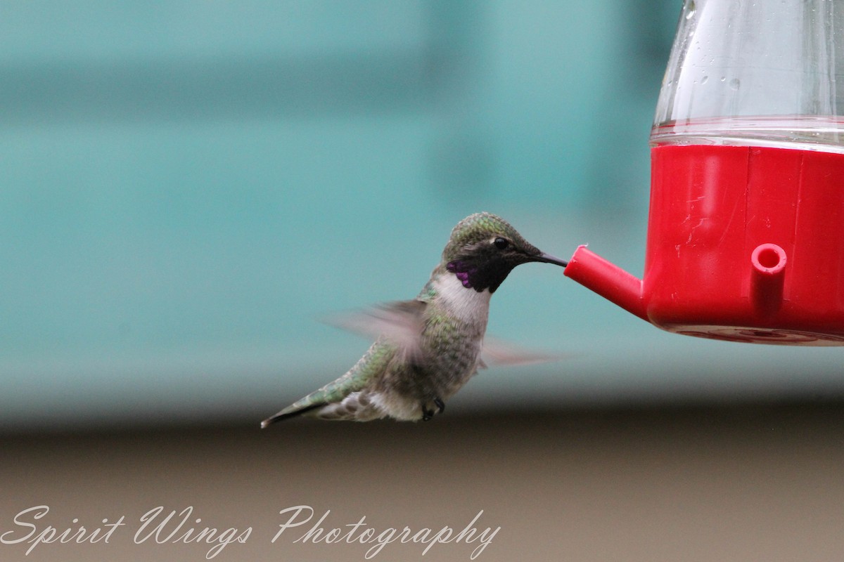 Black-chinned x Anna's Hummingbird (hybrid) - ML546718041