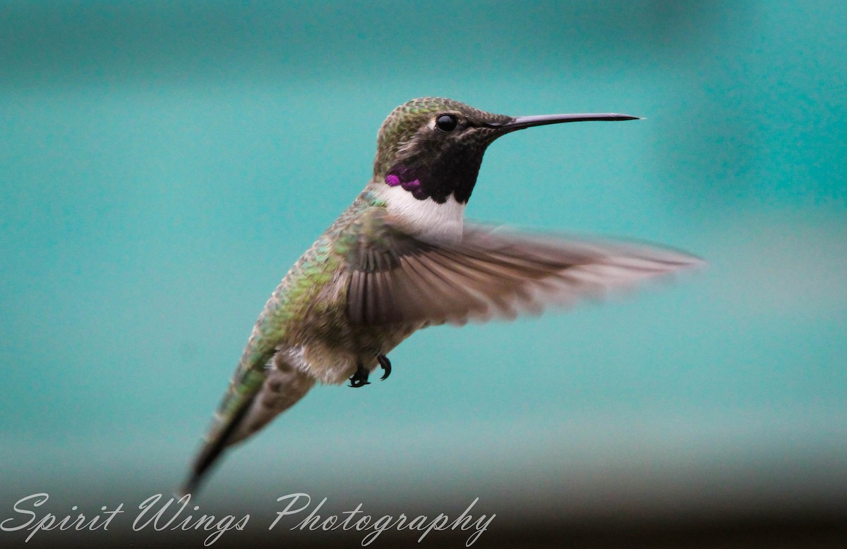 Black-chinned x Anna's Hummingbird (hybrid) - ML546718161