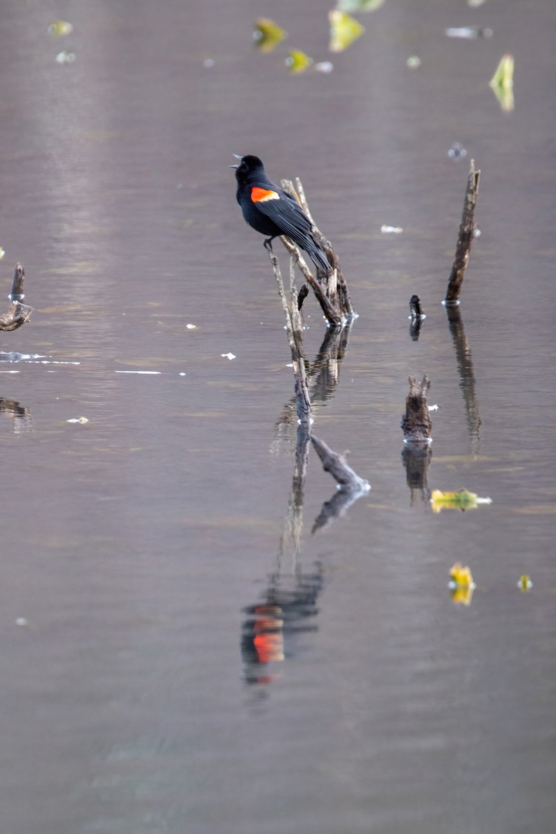 Red-winged Blackbird - ML546718191