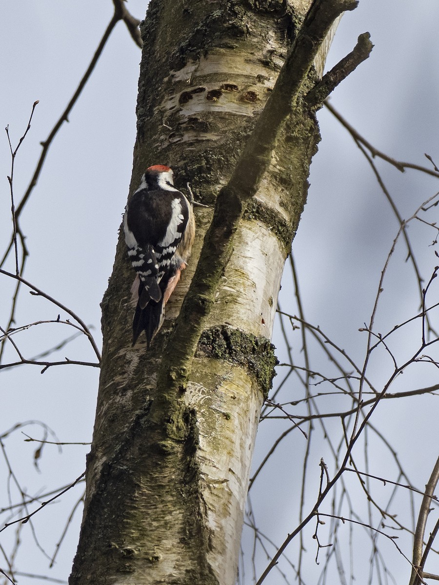 Middle Spotted Woodpecker - ML546718281
