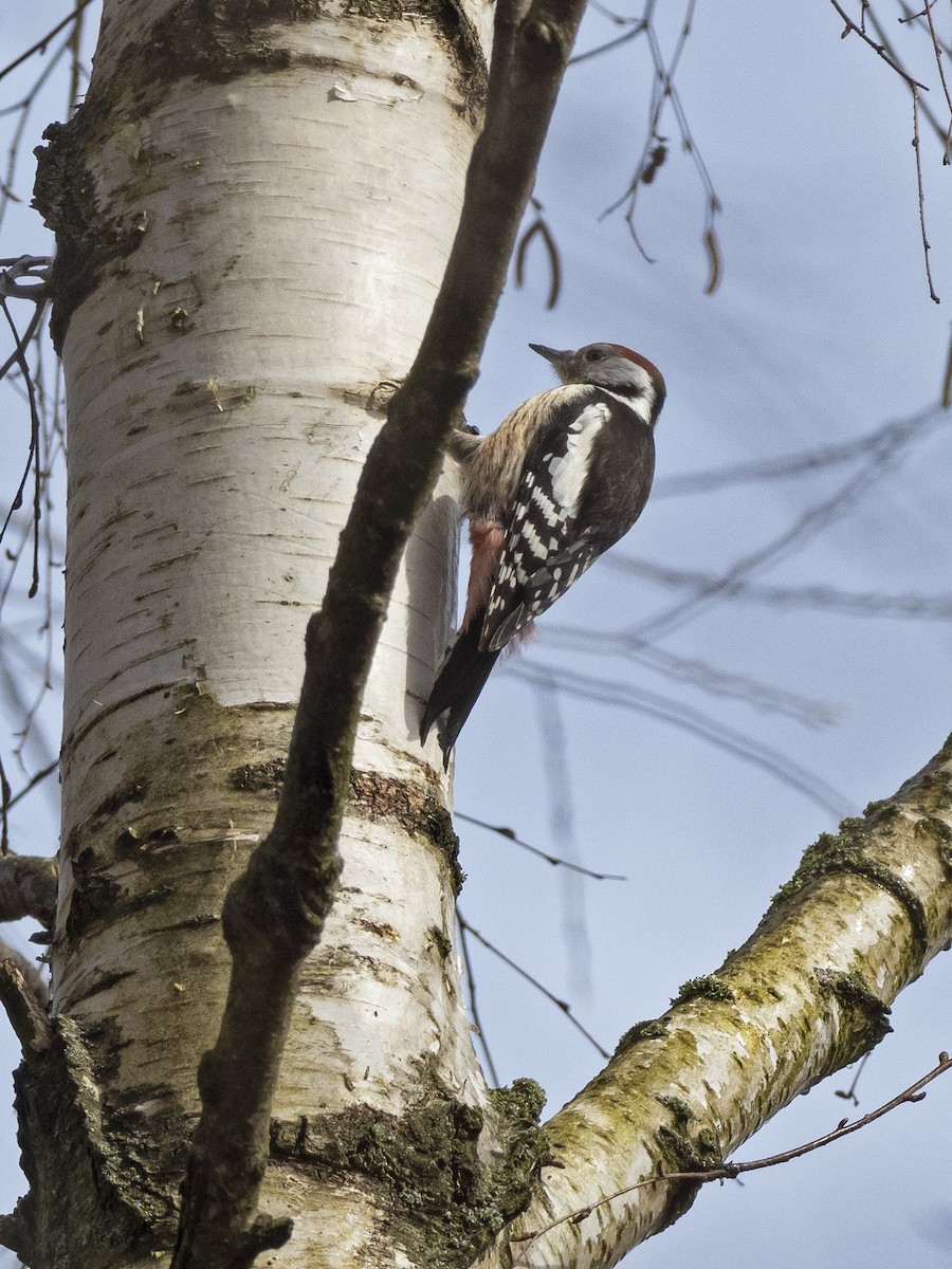 Middle Spotted Woodpecker - ML546718291