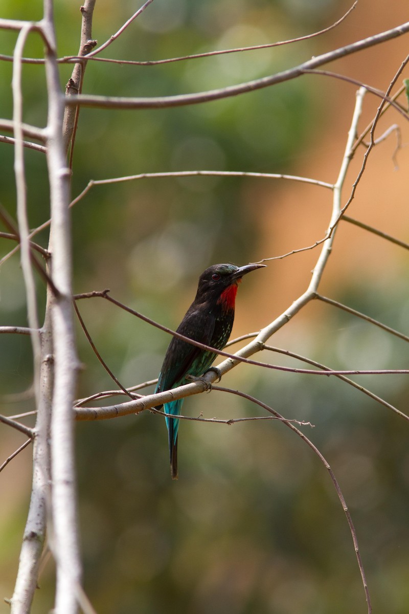 Black Bee-eater - ML54671901