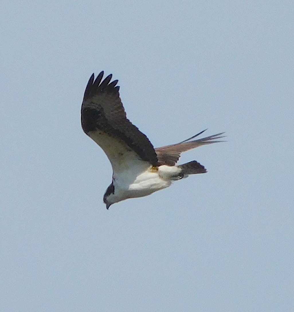 Osprey - ML546721131