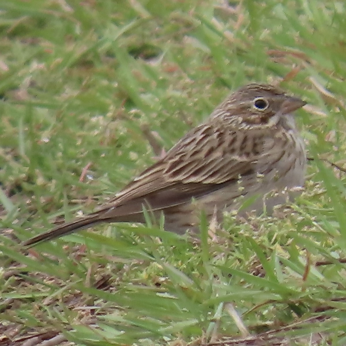 Vesper Sparrow - ML546721691