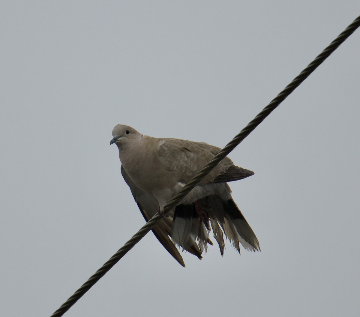 Eurasian Collared-Dove - ML546721781