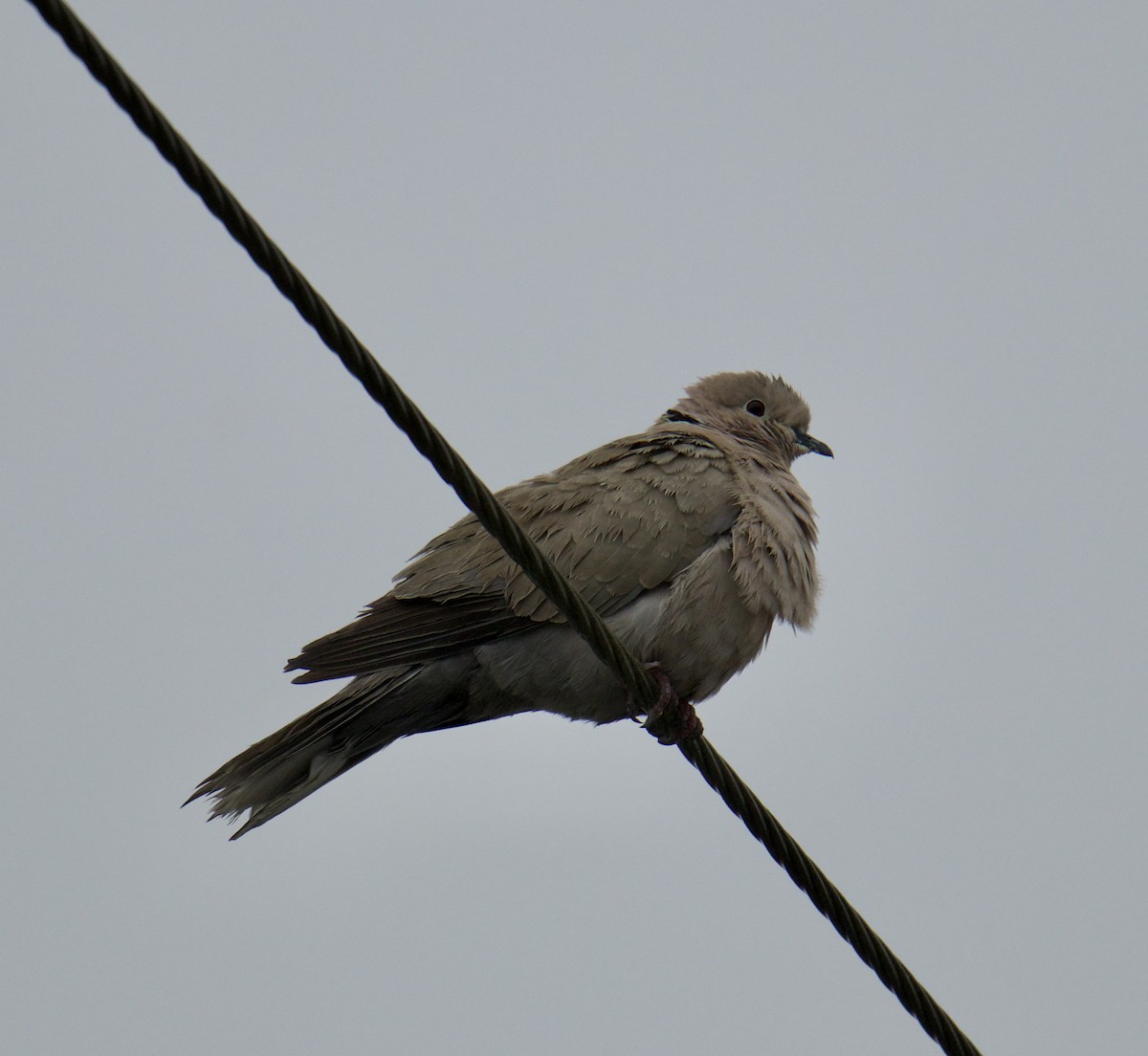 Eurasian Collared-Dove - ML546721791