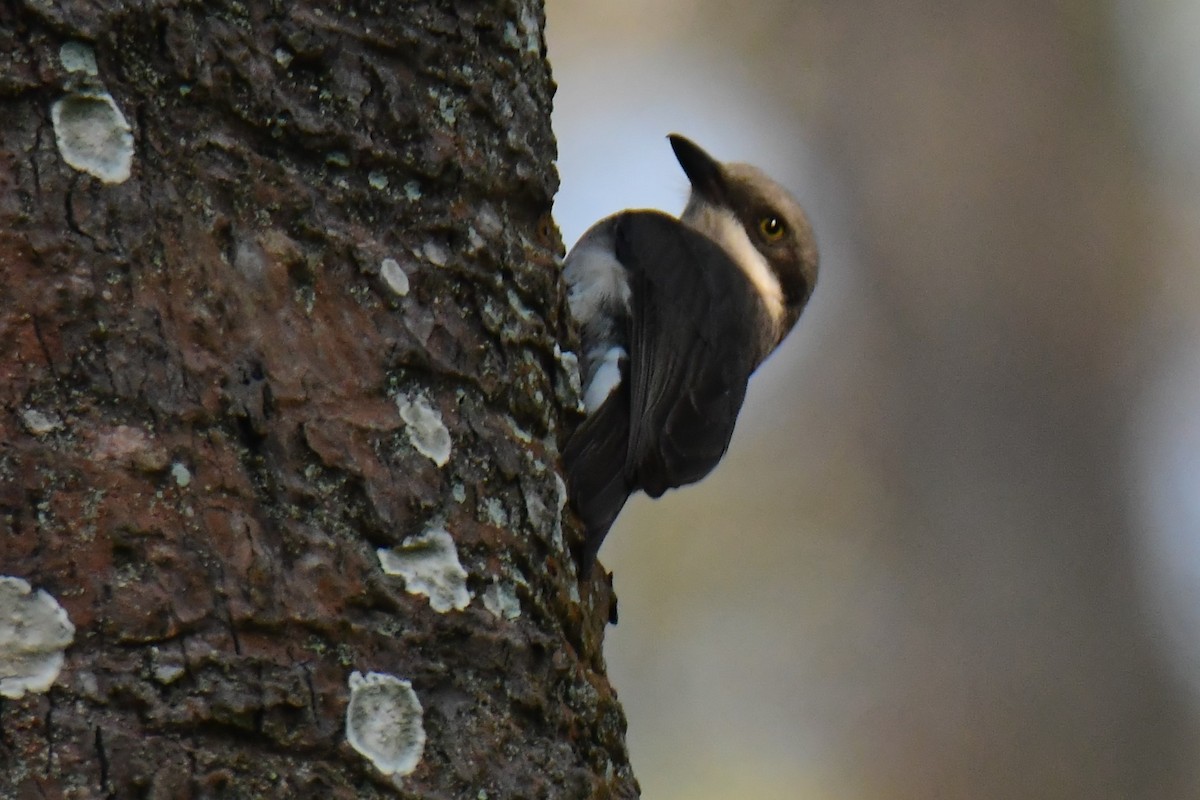 Malabar Woodshrike - ML546722691