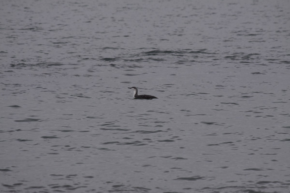 Red-throated Loon - ML546723331