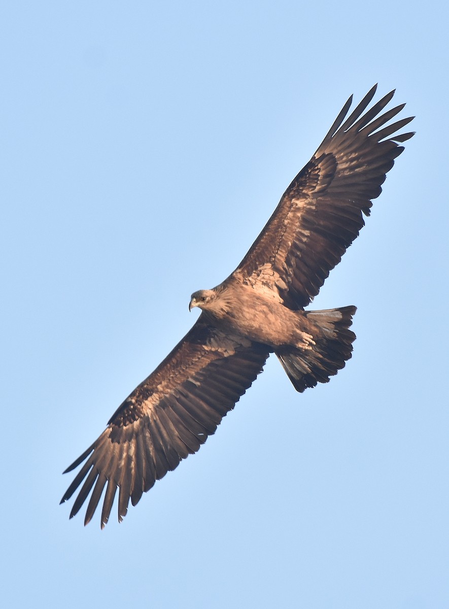 Pallas's Fish-Eagle - Hemant Kumar