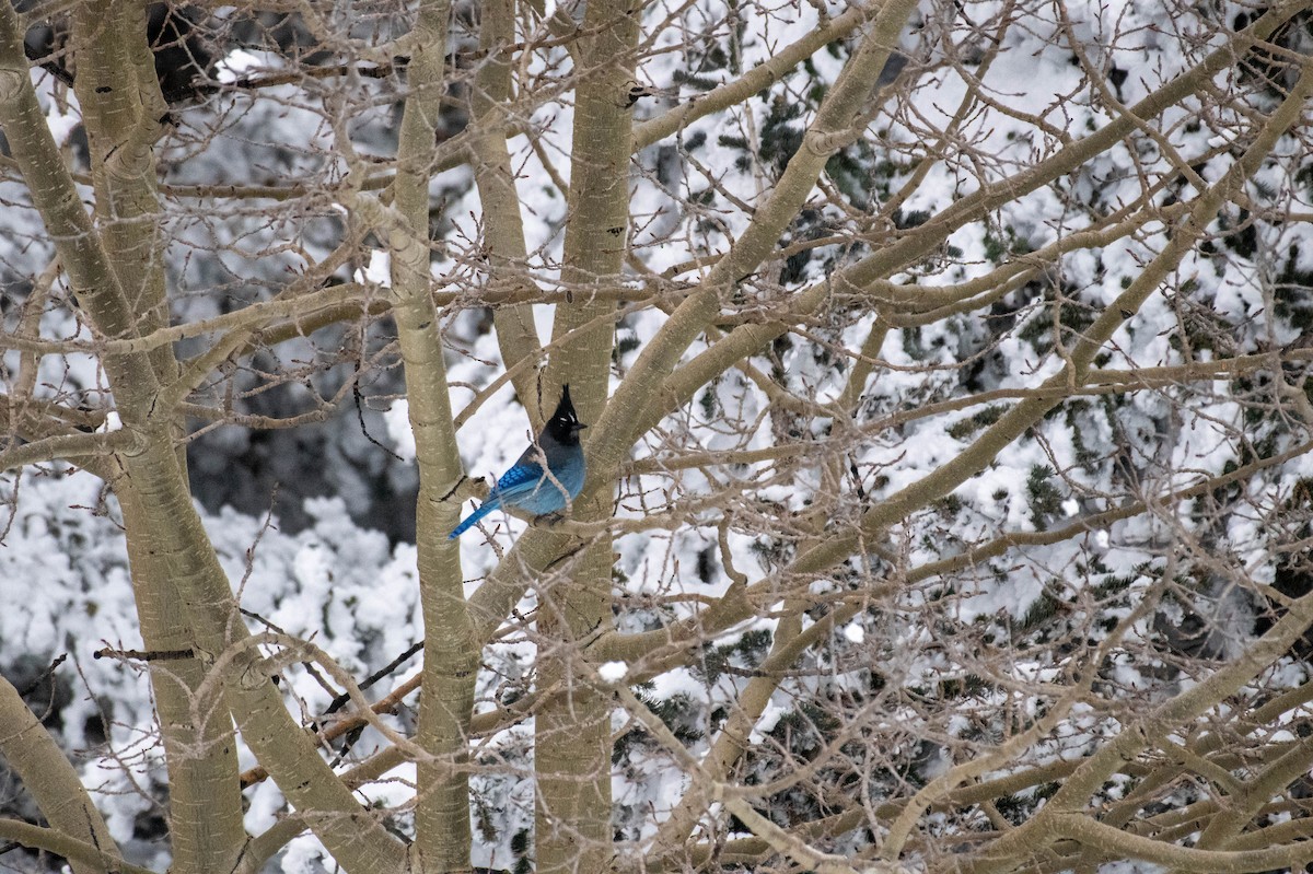 Steller's Jay (Southwest Interior) - ML546723951