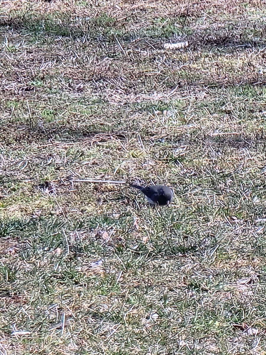 Dark-eyed Junco - ML546724431