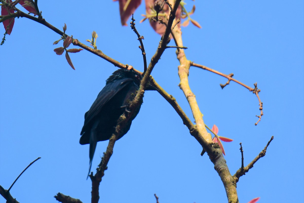 Drongo bronzé - ML546724911