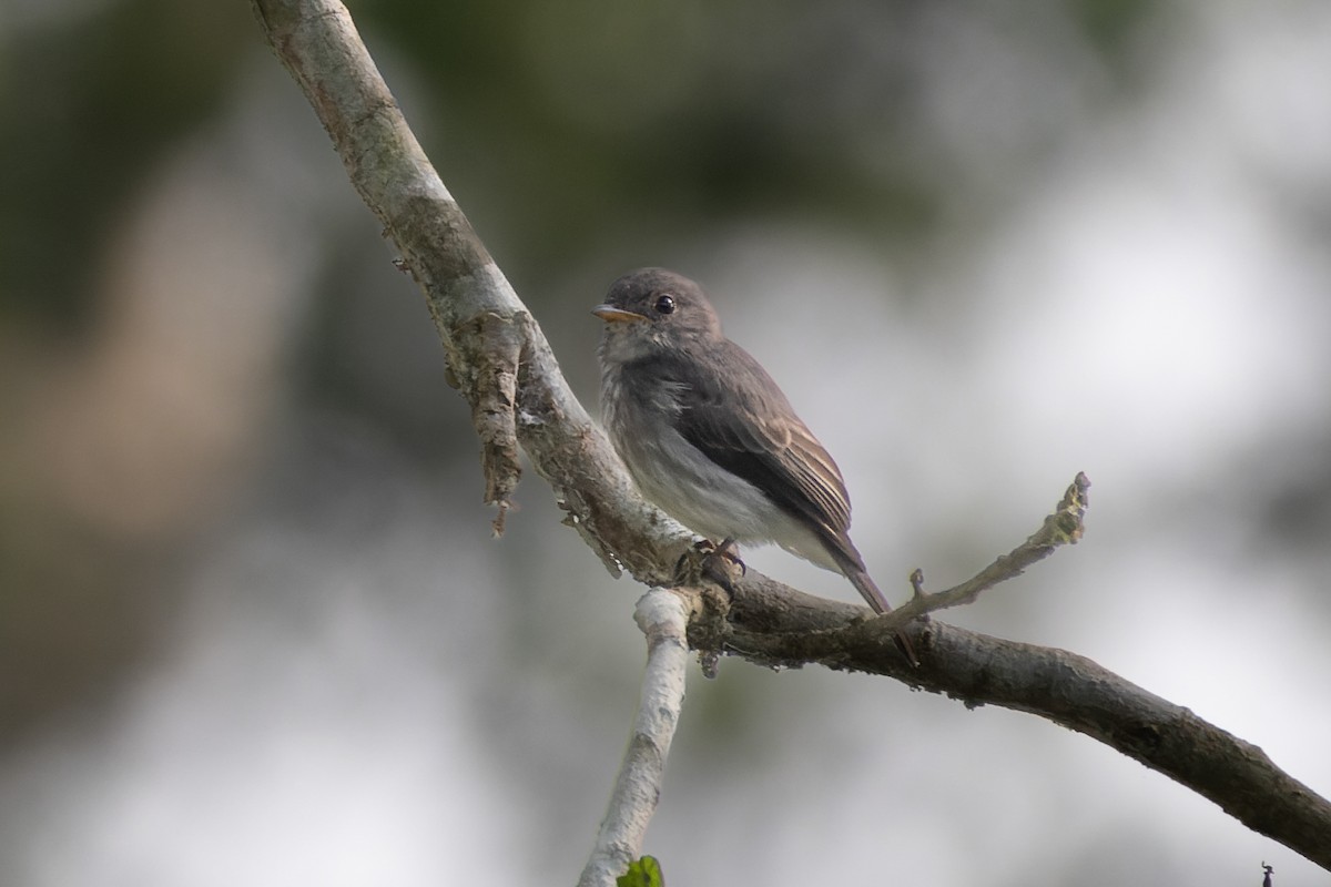 Little Flycatcher - ML546724921