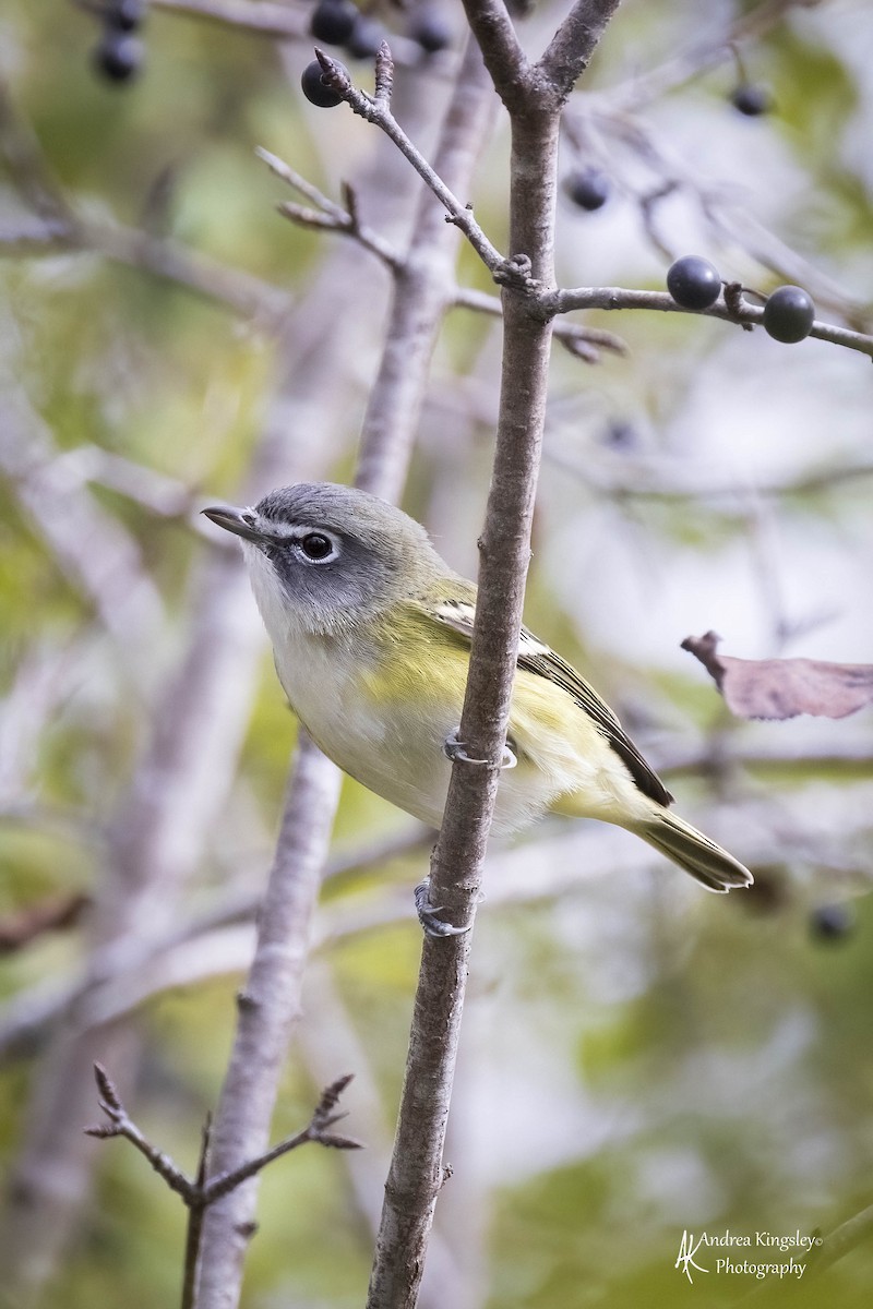 Blue-headed Vireo - ML546725691