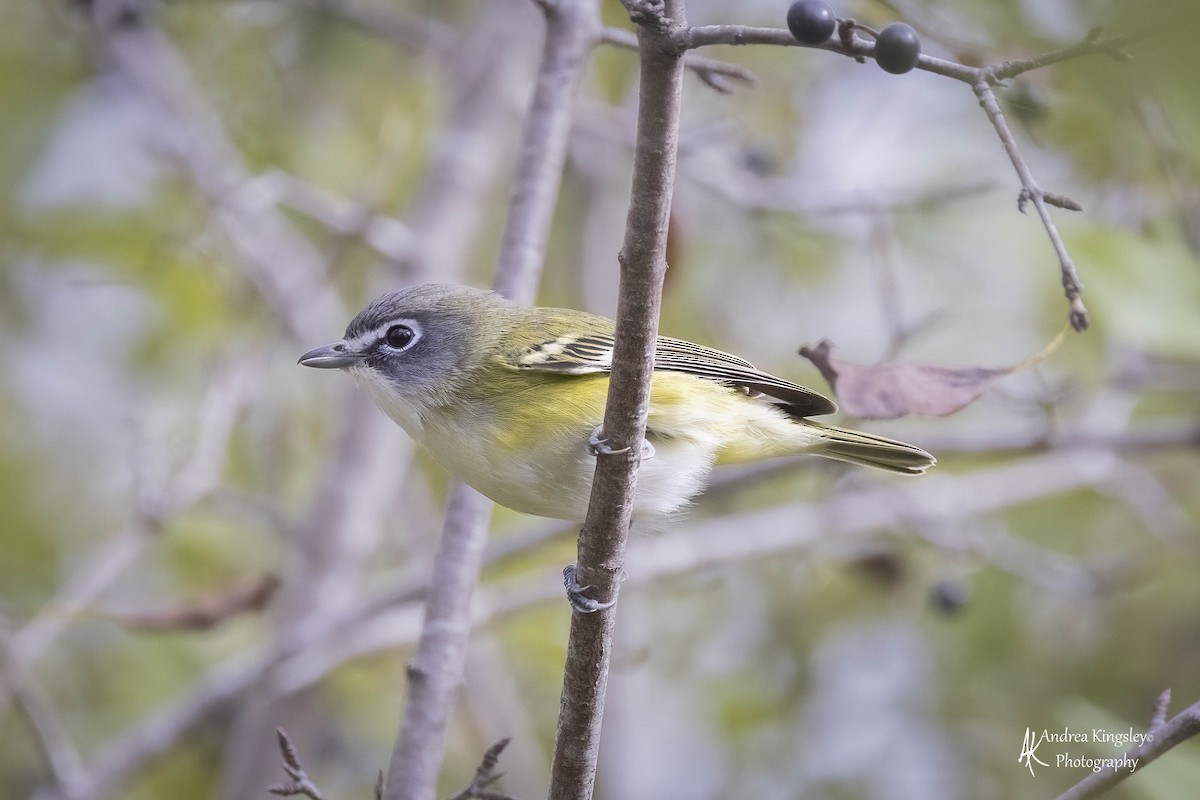 Blue-headed Vireo - ML546725701