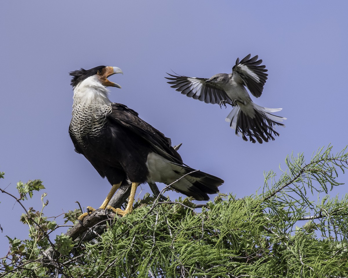 Crested Caracara (Northern) - David Hall