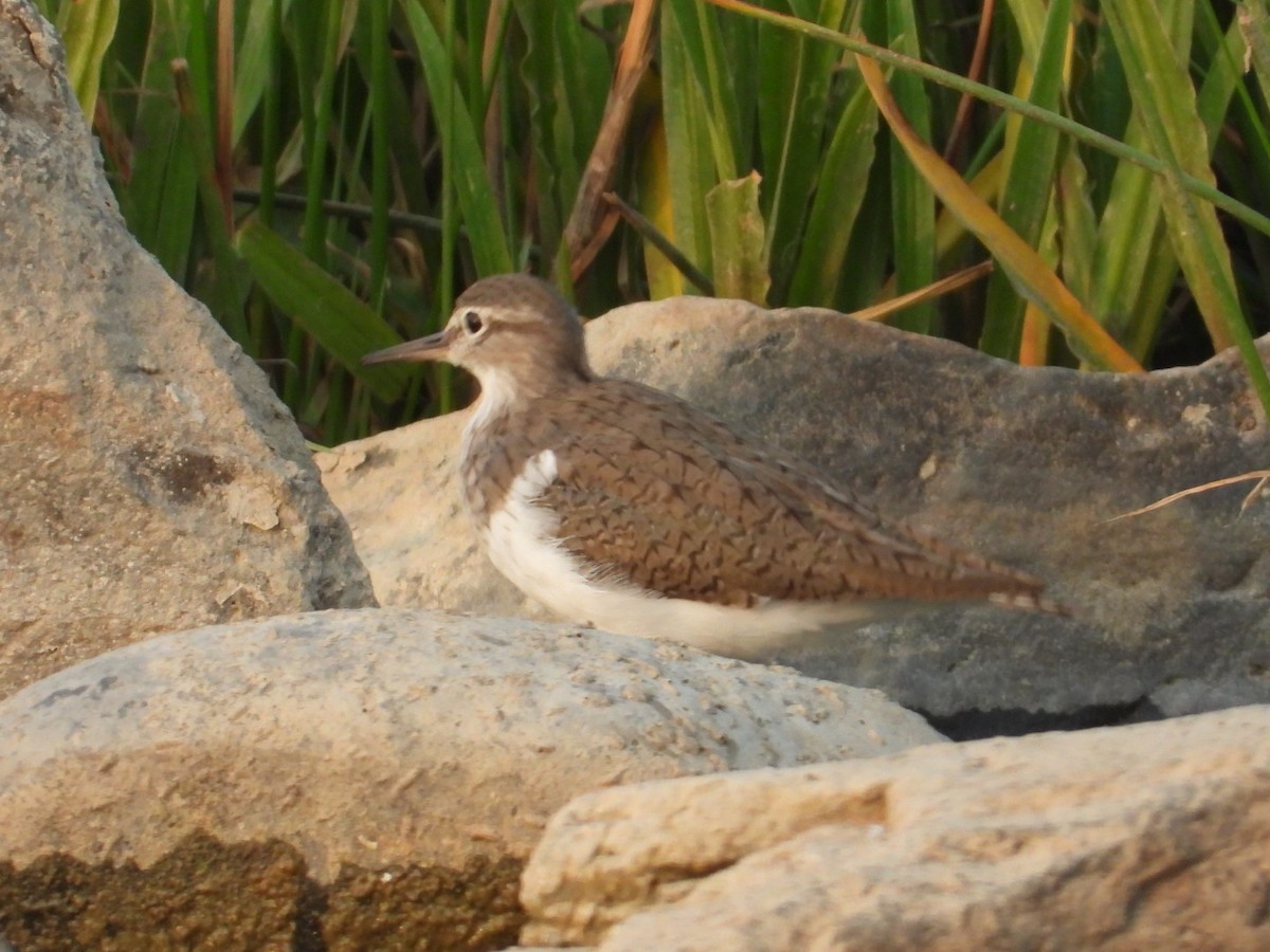 Common Sandpiper - ML546729761