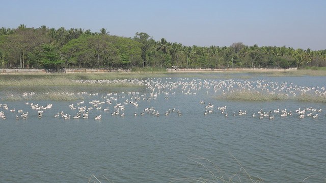 Bar-headed Goose - ML546730201