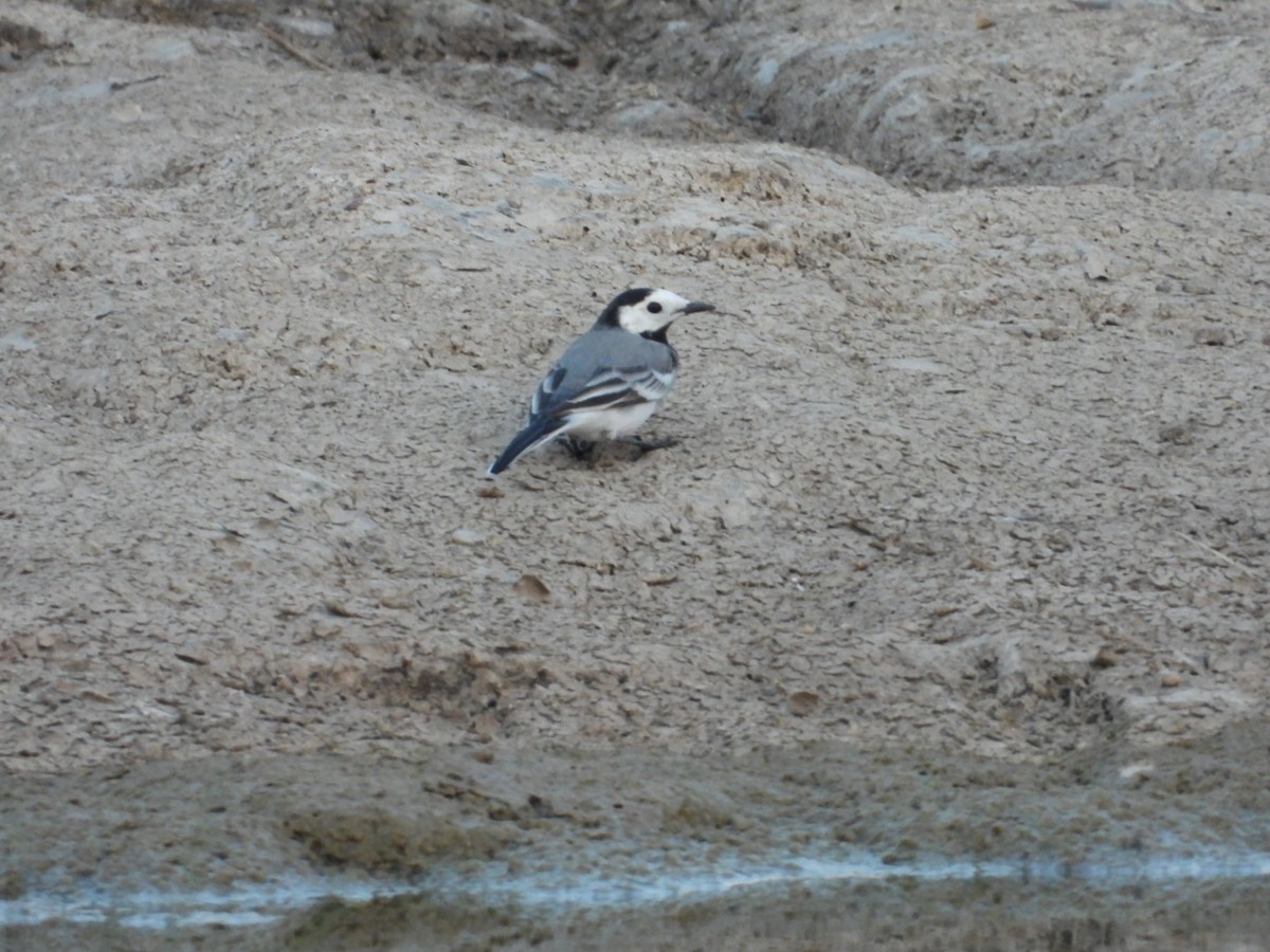 White Wagtail - Lakshmikant Neve