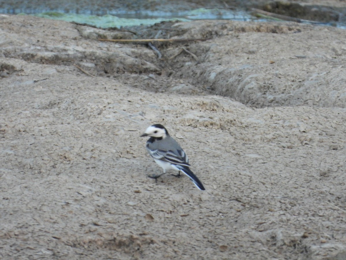 White Wagtail - Lakshmikant Neve