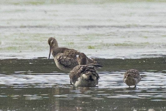 Hudsonian Godwit - ML546730971