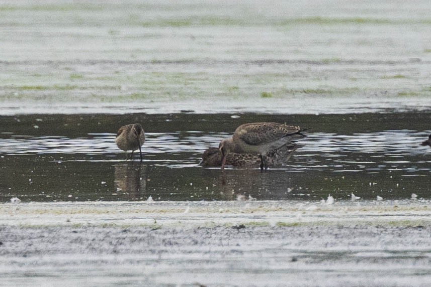 Hudsonian Godwit - ML546730981