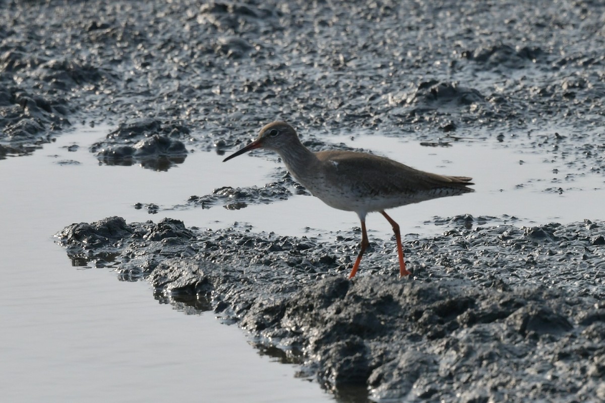 Common Redshank - ML546731101