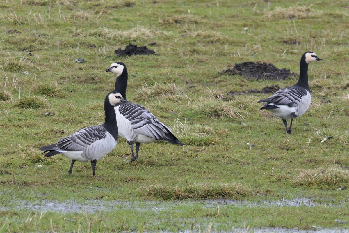 Barnacle Goose - ML546731241