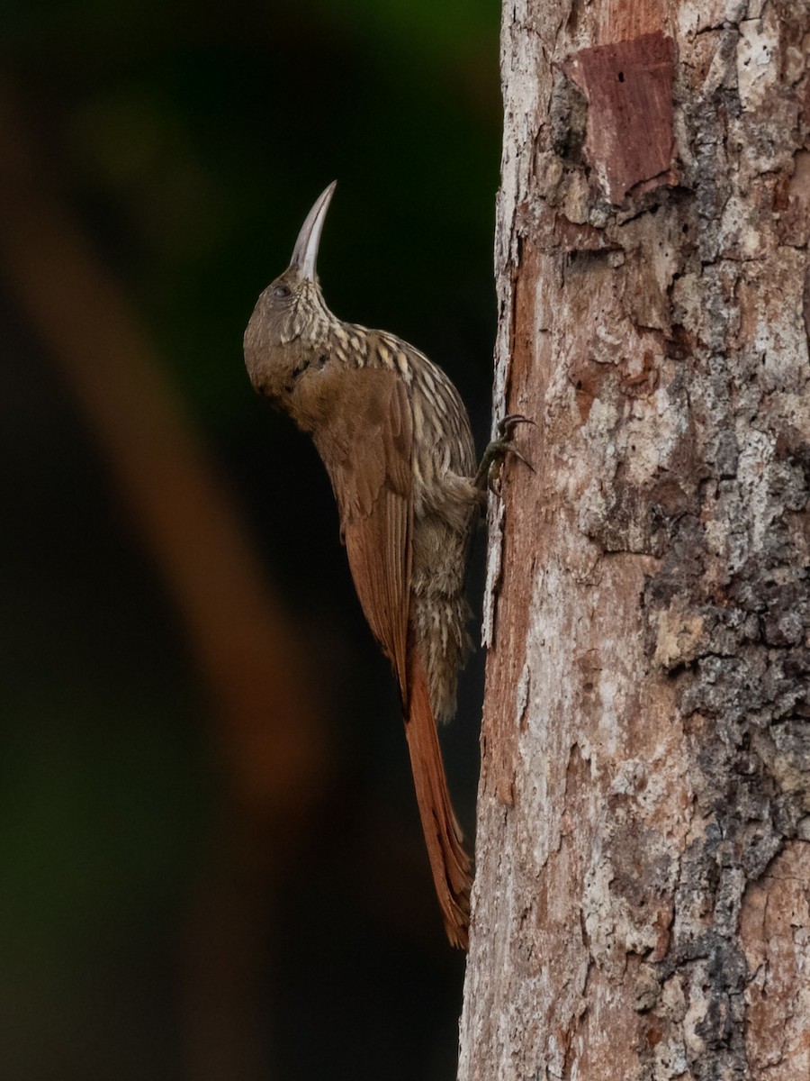 Dusky-capped Woodcreeper (Rondonia) - ML546731251