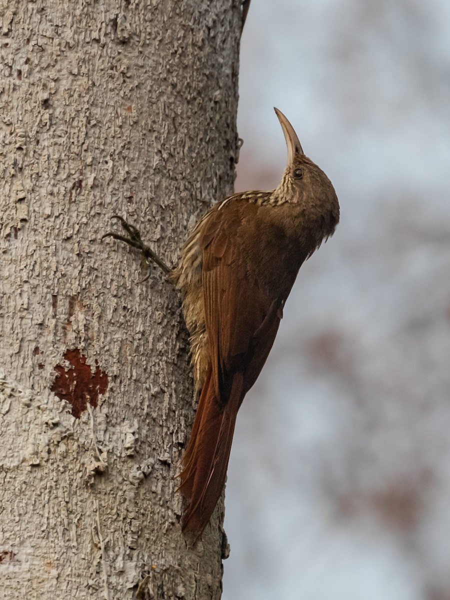 Dusky-capped Woodcreeper (Rondonia) - ML546731261