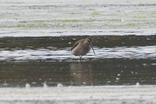 Хараалжин цууцил - ML546731321