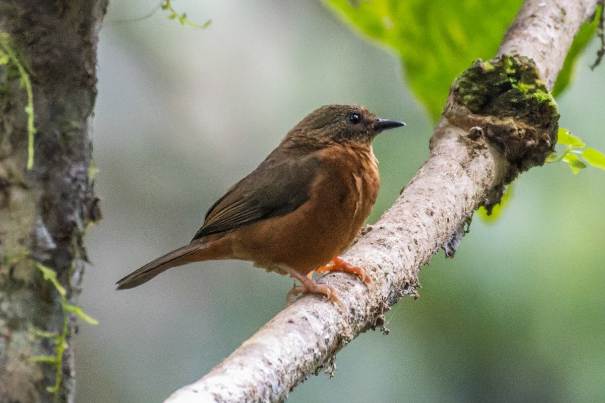 Red-fronted Antpecker - David Spencer