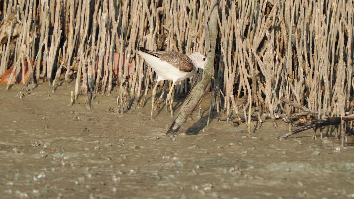 Common Greenshank - ML546732481