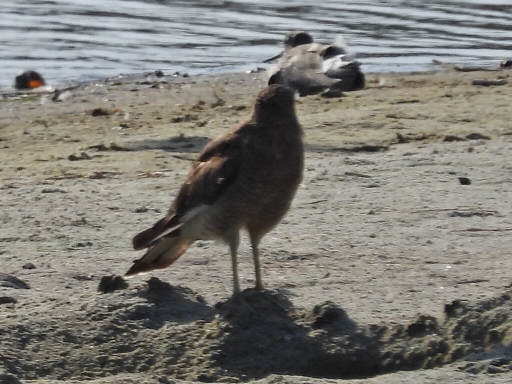 Chimango Caracara - ML546732781