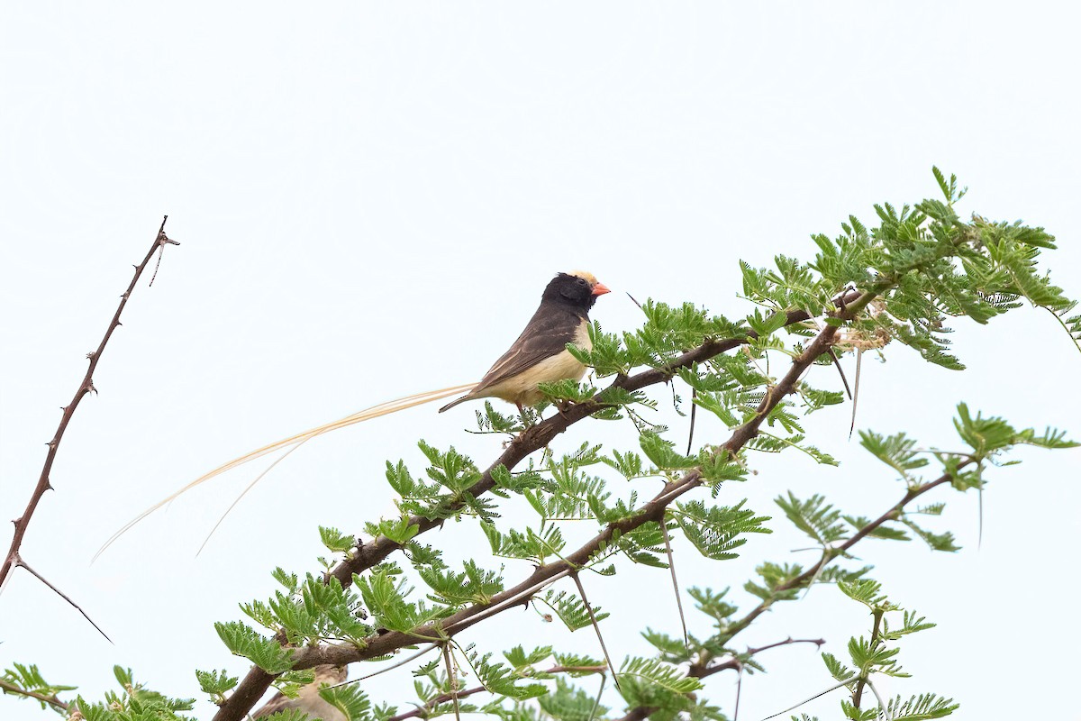 Straw-tailed Whydah - Thibaud Aronson