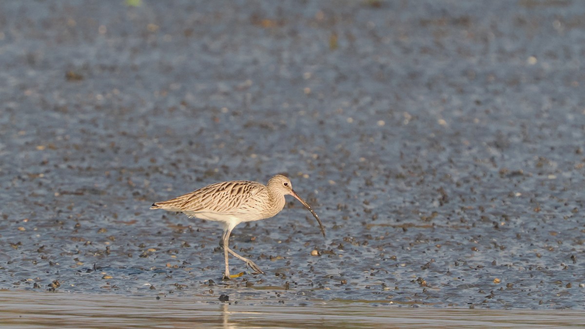 Eurasian Curlew - Mike Grant
