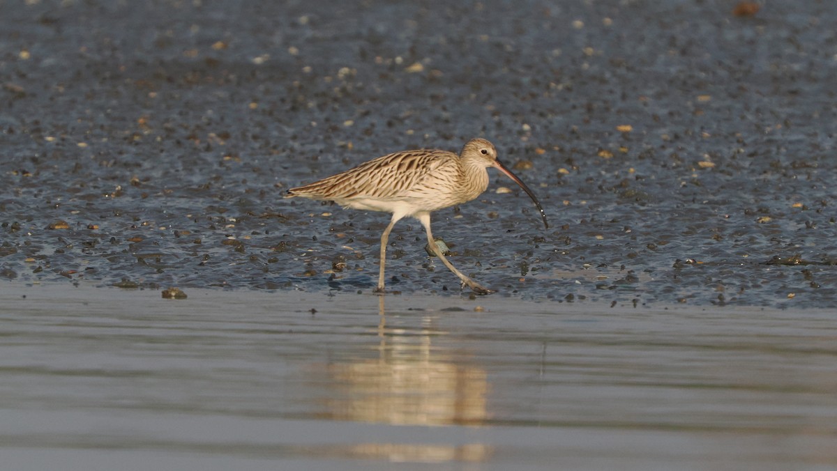 Eurasian Curlew - Mike Grant