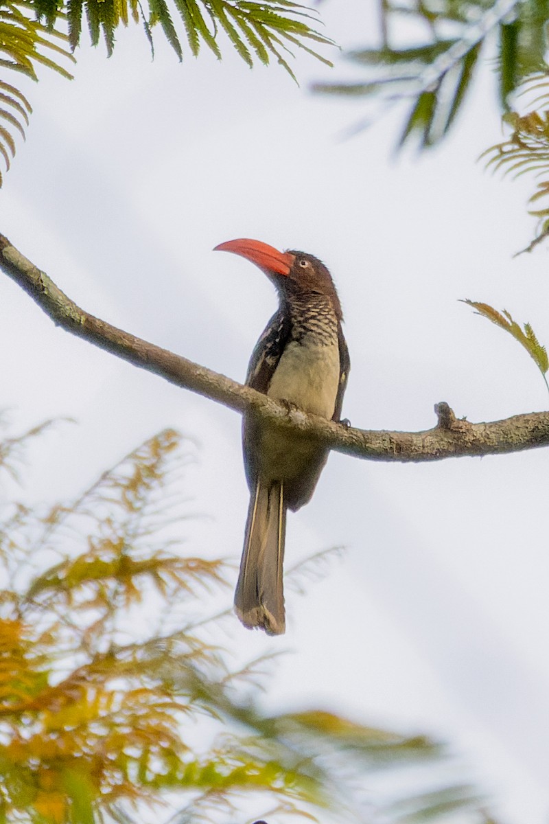 Red-billed Dwarf Hornbill - ML546733871