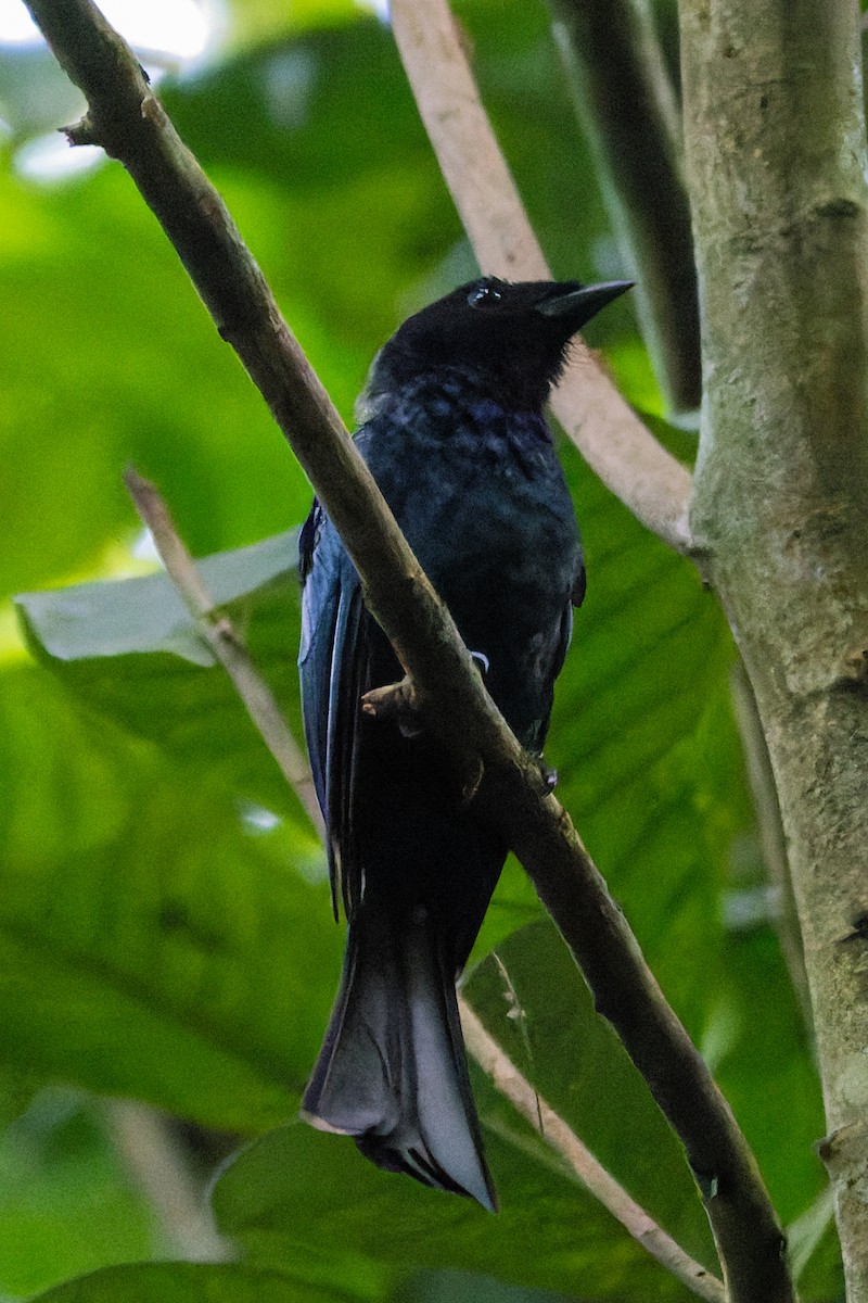 Drongo de forêt - ML546733951