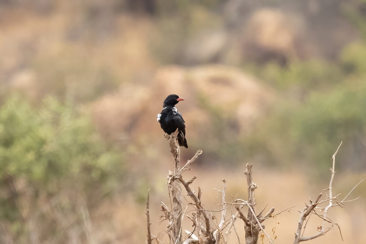 Red-billed Buffalo-Weaver - ML546734331