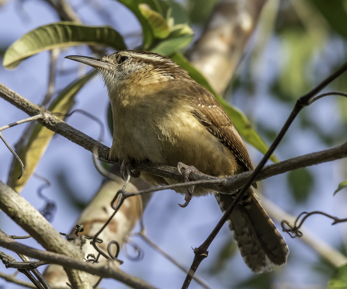 Carolina Wren - ML54673451