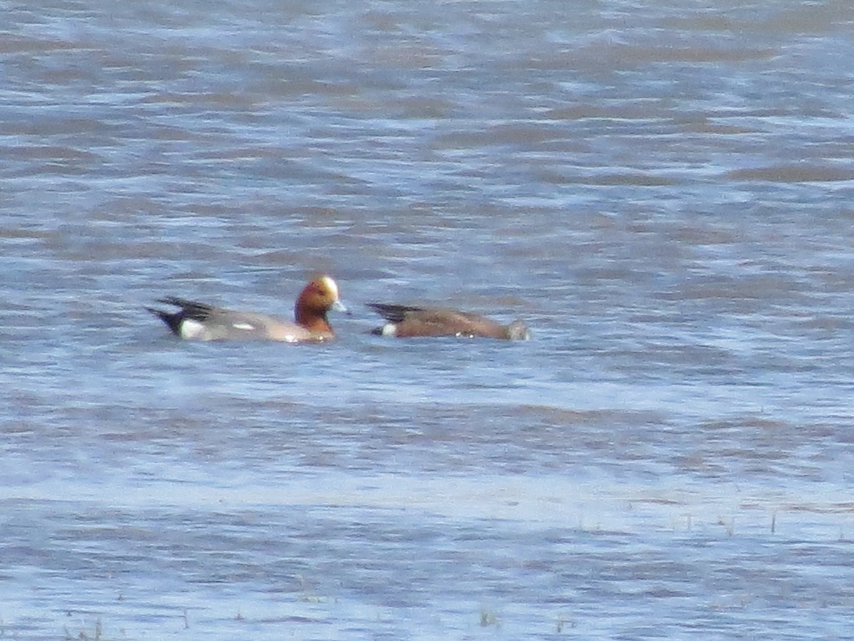 Eurasian Wigeon - Eric Damour