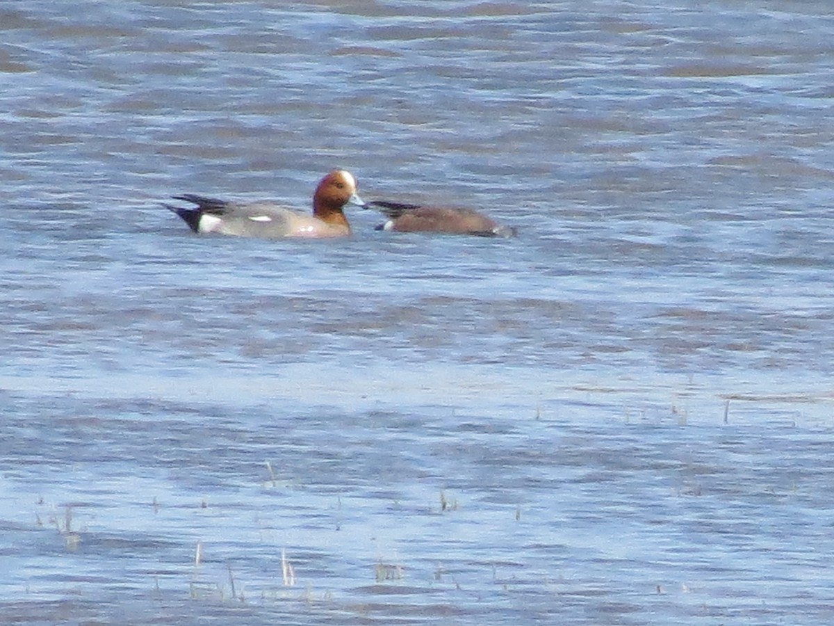 Eurasian Wigeon - Eric Damour